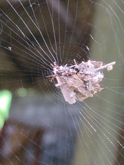 Cyclosa