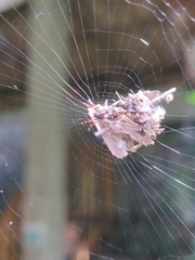 Cyclosa