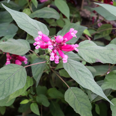 Salvia involucrata