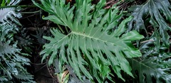 Thaumatophyllum
