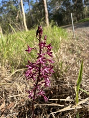 Dipodium punctatum