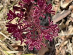 Dipodium punctatum