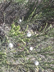 Dicerothamnus rhinocerotis