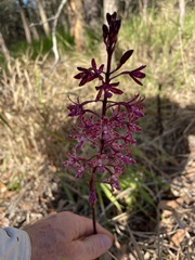 Dipodium punctatum
