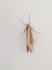 Evergestis isatidalis