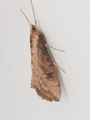 Evergestis isatidalis