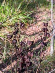 Haemodorum austroqueenslandicum