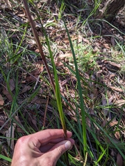 Haemodorum austroqueenslandicum