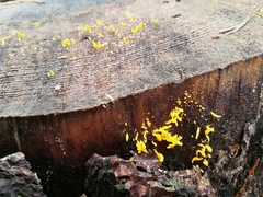 Calocera cornea