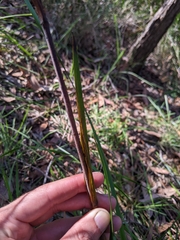 Haemodorum austroqueenslandicum