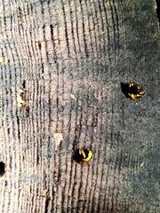 Calocera cornea