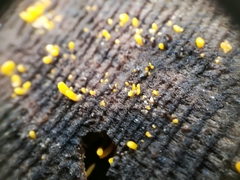 Calocera cornea