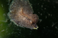 Pseudoceros canadensis