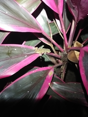 Cyrtodactylus marmoratus