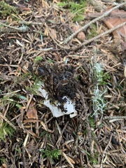 Peltigera neopolydactyla