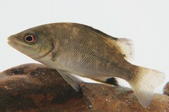 Hephaestus tulliensis