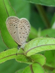 Zizula hylax pygmaea