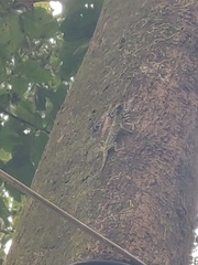 Draco