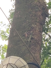 Draco
