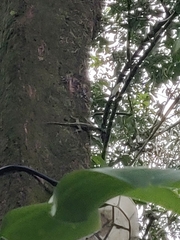 Draco