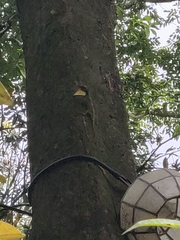 Draco