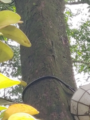 Draco
