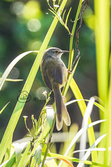 Prinia flaviventris