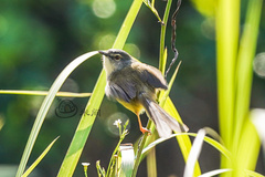 Prinia flaviventris