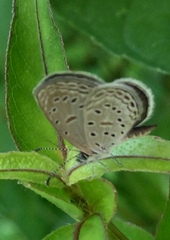 Zizula hylax pygmaea