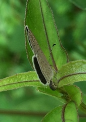Zizula hylax pygmaea