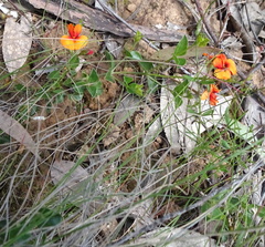 Podolobium procumbens