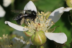 Osmia lignaria propinqua