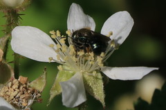 Osmia lignaria propinqua
