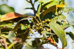 Paederia foetida