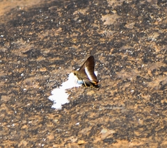 Bibasis sena uniformis