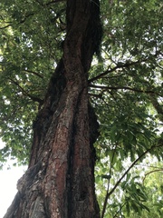 Swietenia macrophylla