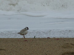 Thinornis cucullatus
