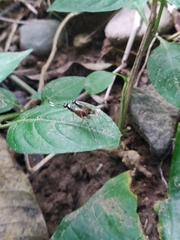 Rainieria