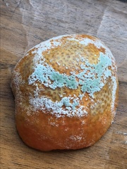 Penicillium citrinum