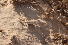 Pristurus carteri