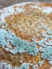 Penicillium citrinum