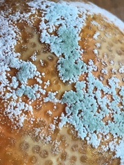 Penicillium citrinum