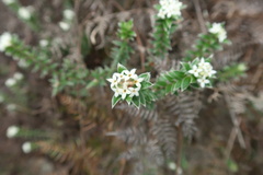 Pimelea pseudolyallii