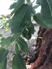 Swietenia macrophylla