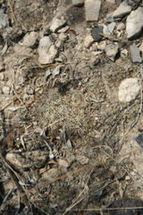 Coryphantha delicata