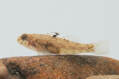 Redigobius bikolanus