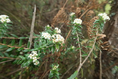 Pimelea pseudolyallii