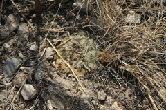 Lophophora williamsii