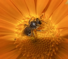 Chilalictus