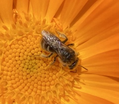 Chilalictus